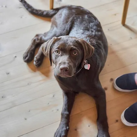 Bed and Breakfast Margit's Ranch Urlaub Am Pferdehof 3*