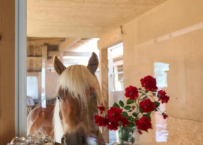 Margit's Ranch Urlaub Am Pferdehof 3* 锡尔茨