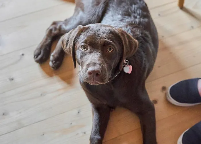 住宿加早餐酒店 Margit's Ranch Urlaub Am Pferdehof 3*